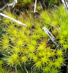 Campylopus introflexus