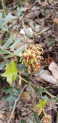 Grevillea dryophylla