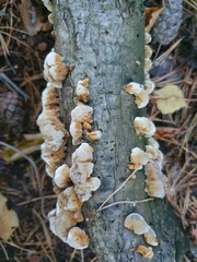 Mensularia radiata