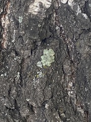 Flavopunctelia soredica