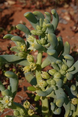 Augea capensis