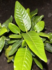 Gardenia brighamii