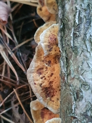Mensularia radiata