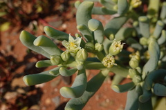 Augea capensis