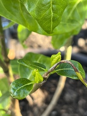 Gardenia brighamii