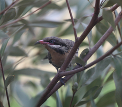 Acanthagenys rufogularis