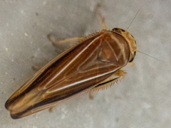 Idiodonus kennicotti