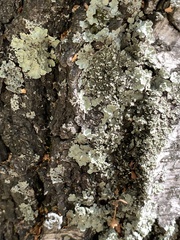 Flavopunctelia soredica