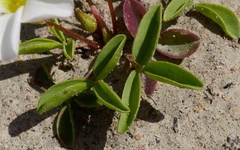 Oxalis minuta