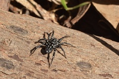 Nyssus albopunctatus