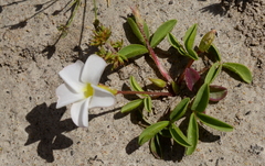 Oxalis minuta
