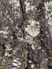 Flavoparmelia caperata