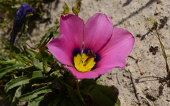 Moraea versicolor