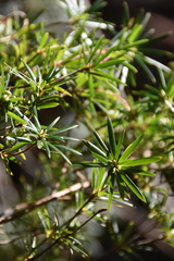 Cyathodes glauca
