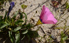 Moraea versicolor