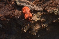 Lemodes coccinea