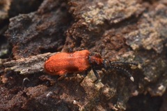Lemodes coccinea