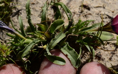 Moraea versicolor