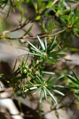 Cyathodes glauca