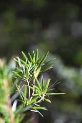 Cyathodes glauca