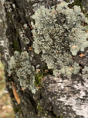 Flavopunctelia soredica