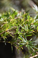Cyathodes glauca
