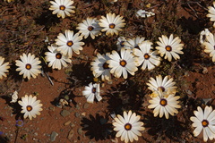 Dimorphotheca pinnata