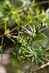 Cyathodes glauca