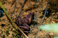 Microhyla berdmorei