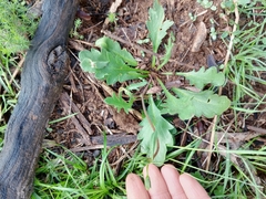 Goodenia pinnatifida