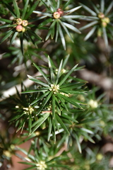 Cyathodes glauca