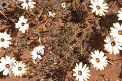 Dimorphotheca pinnata