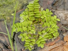 Salvinia natans