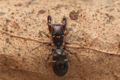 Myrmarachnini