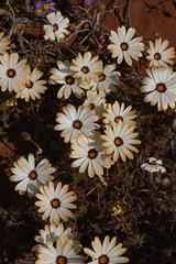 Dimorphotheca pinnata