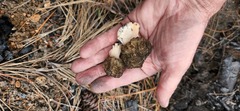 Morchella exuberans