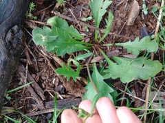 Goodenia pinnatifida