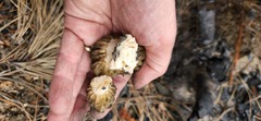 Morchella exuberans