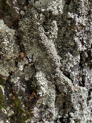 Flavopunctelia soredica