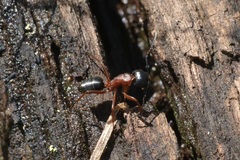 Camponotus innexus