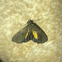 Virbia medarda