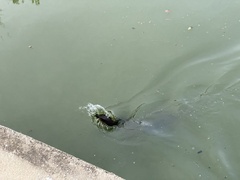 Varanus salvator macromaculatus