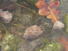 Ceratophyllum