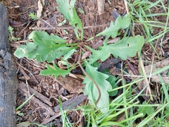 Goodenia pinnatifida
