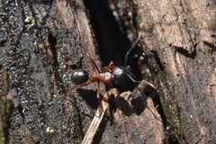 Camponotus innexus