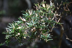 Cyathodes glauca