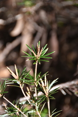 Cyathodes glauca