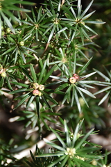 Cyathodes glauca