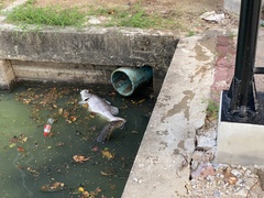 Varanus salvator macromaculatus