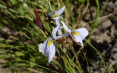 Moraea ogamana